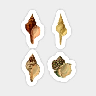 Vintage Seashells Sticker